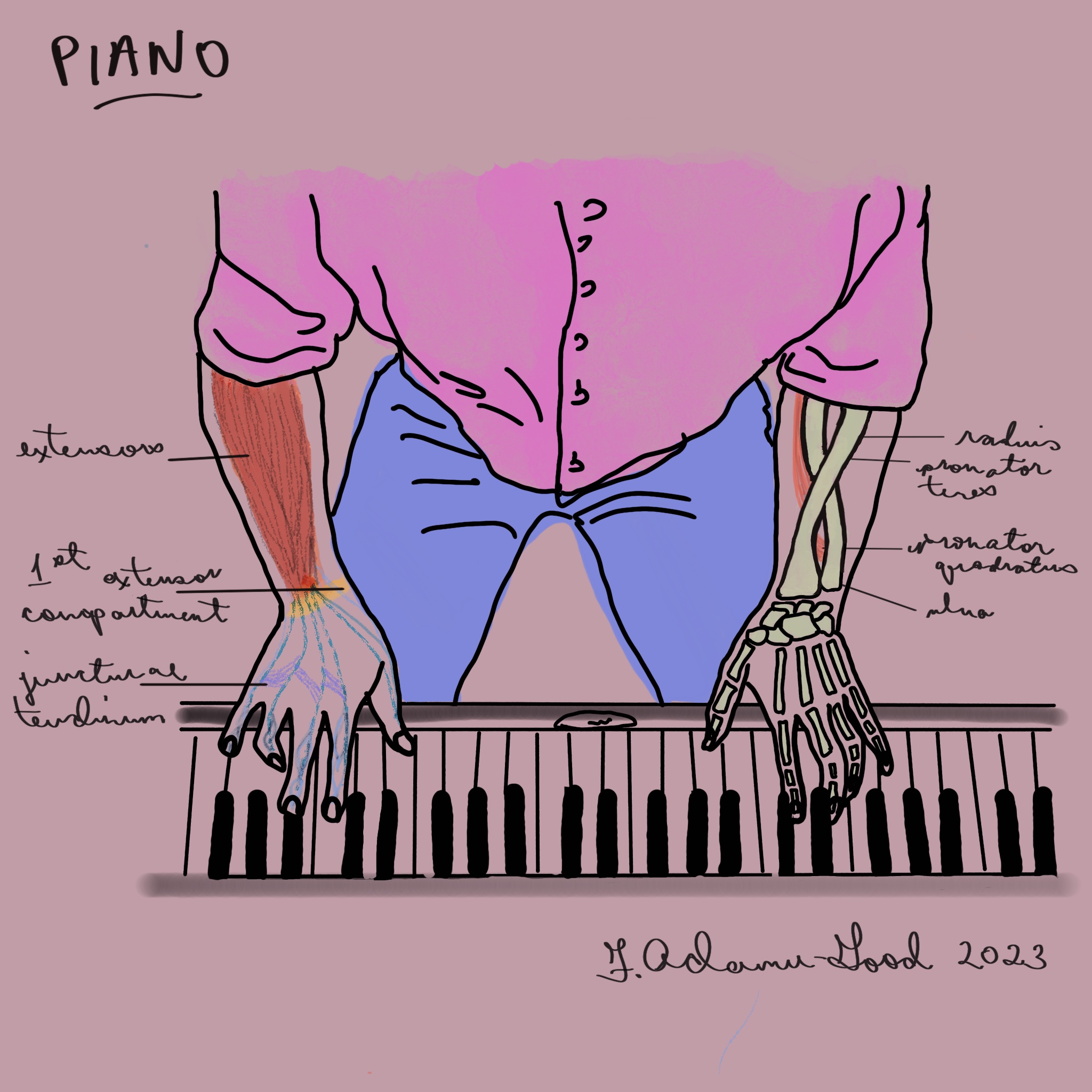 schematic of person playing piano with detailed anatomy